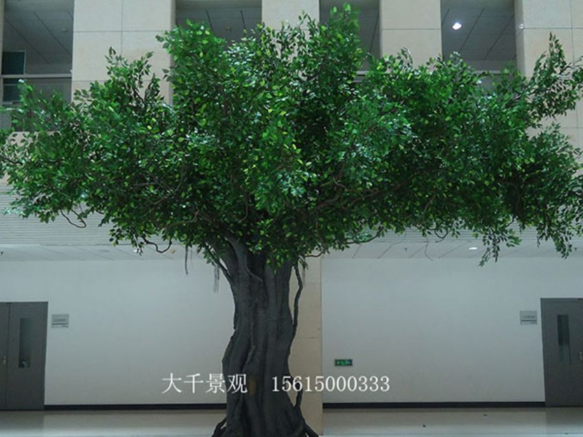 點擊查看詳細信息<br>標題：室內(nèi)榕樹 閱讀次數(shù)：1363