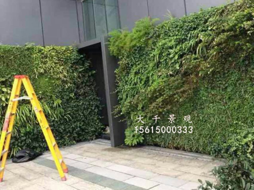 點(diǎn)擊查看詳細(xì)信息<br>標(biāo)題：綠植墻 閱讀次數(shù)：1469
